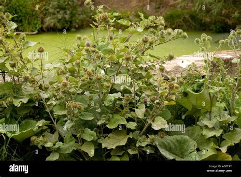 Greater Burdock Arctium Lappa On The Somerset Levels Stock Photo Alamy