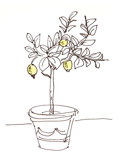 Lemon Tree Drawing At Getdrawings Free Download