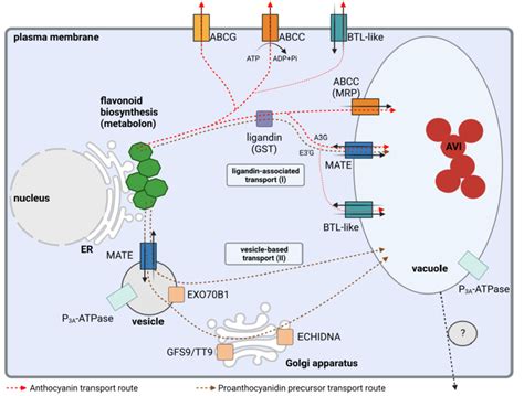 Simplified Illustration Of The Intracellular Flavonoid Transport