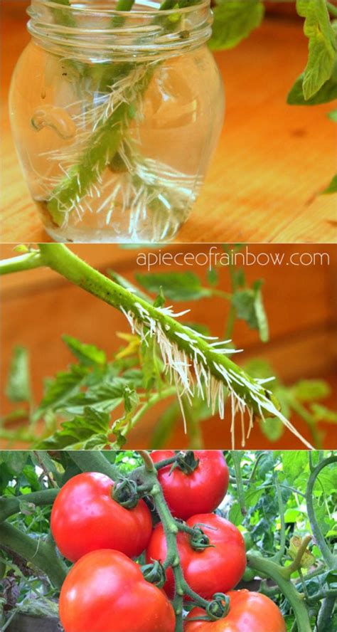 How To Grow Tomato Plants From Cuttings In 1 Week A Piece Of Rainbow