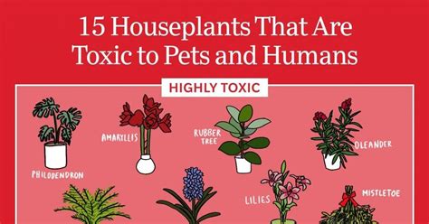 15 Poisonous Plants Dangerous And Toxic Plants For Pets And People