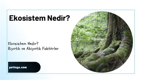 Ekosistem Nedir Biyotik Ve Abiyotik Fakt Rler Petinya