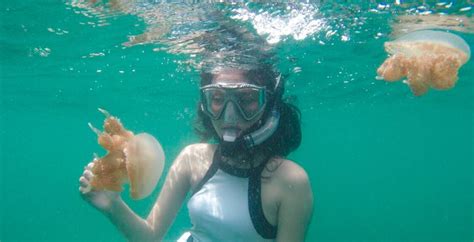 Swimming With The Stingless Jellyfish In Kakaban Island Derawan