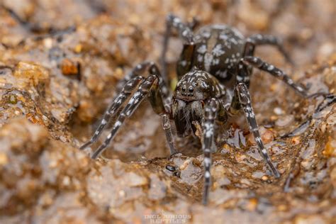 Arctosa Sp Artur Karolina Tomaszek Flickr