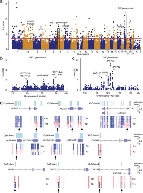 Chromosomal And Regional Distribution Of Differential Methylation