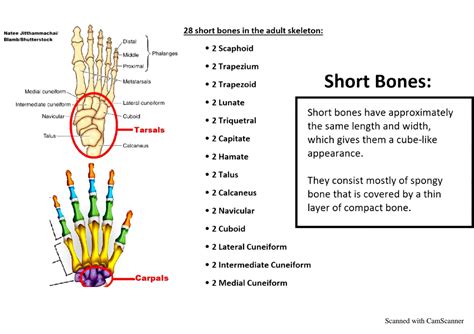 SOLUTION: Types of bones - Studypool