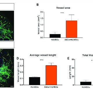 A Vascular Organization Of HUVECs Inside GG GRGDS When Cultured