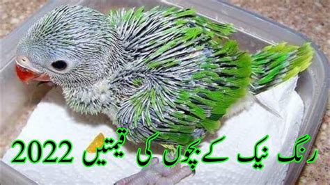 Ringneck Chicks Parrot Price In Pakistan Price Of Ringneck Chicks