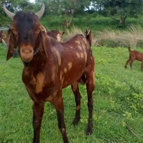 Different Available Sirohi Female Goat At Best Price In Ajmer Tak