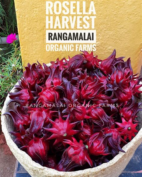 Roselle (Red) Seeds - Rangamalai Organic Farms (ROF) - Manvasanai