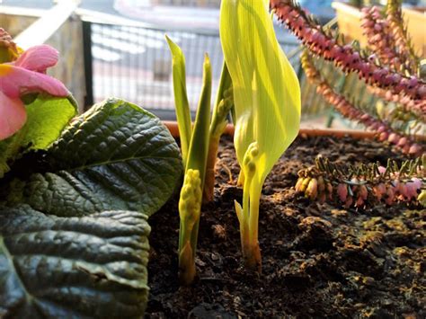 Biosfera Vegetal Lirio De Los Valles O Muguet Convallaria Majalis L