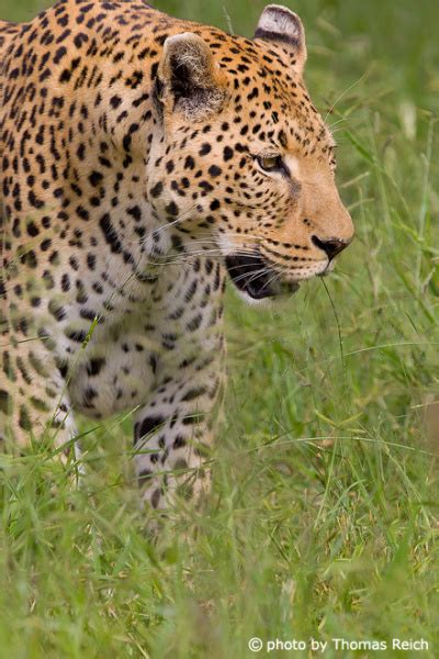 Foto Leopard Geschwindigkeit Thomas Reich Bilderreich