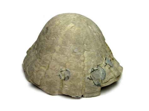 Fosil | Free stock photos - Rgbstock - Free stock images | vierdrie ...