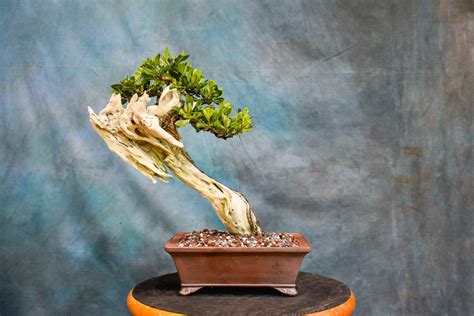 Buttonwood Wigert S Specimen Tree Wigert S Bonsai