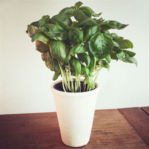 Basil. The best. – Healthy&Happy