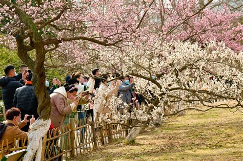 不负春光 青岛中山公园梅花盛开