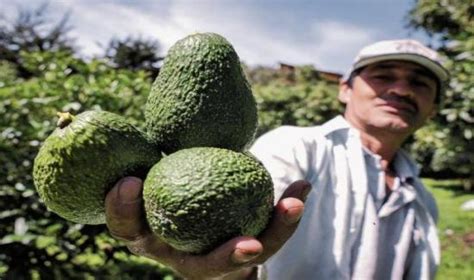 Exportaciones Colombianas De Palta Hass Crecieron En Volumen Y