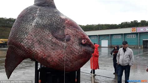 Rare Moonfish Dies Off The Kuril Islands In The Pacific Daily Mail Online