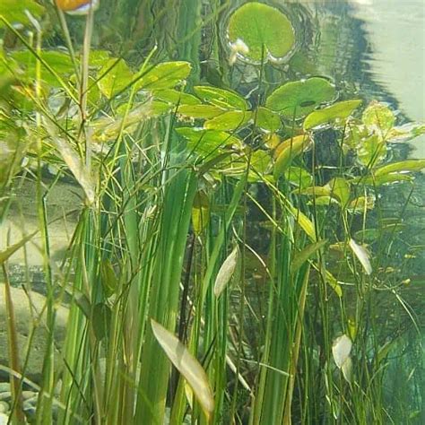 17 Submerged Pond Plants Kawankeirien