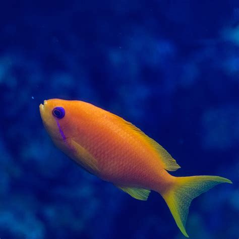 Orange Fairy Basslet Georgia Aquarium