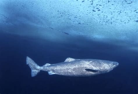 Shark Chokes On Moose Rescued By Canadians The Inertia