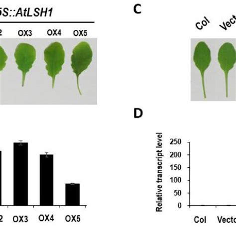 Phenotypic And Molecular Characterization Of AtLSH1 And AtLSH2