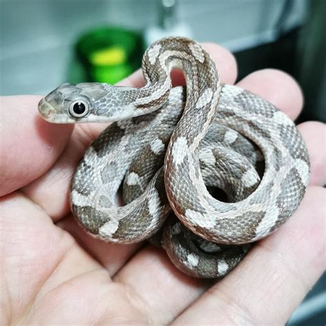 Meet Cute! He's a Snek that is so cute it had to be his name! : r/Sneks