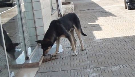 Caco Da Rosa Lei Que Pro Be Alimentar Animais De Rua Gera Polemica Em