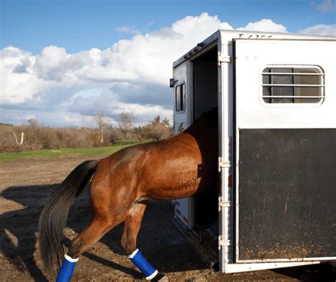 Is Horse Trailer Rental a Good Option?