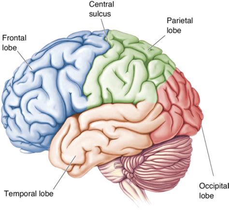 Neuroscience Week Oct Flashcards Quizlet