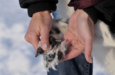 Come Proteggere Le Zampe Dei Cani Dalla Neve Prodotti E Informazioni