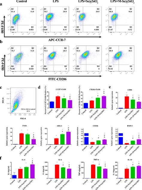 In Vitro Polarization Of Macrophages A B Representative Dot Plots Of