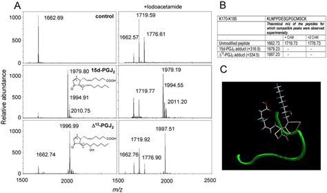 Modification of the K170-K185 peptide from the C-terminal region of ...