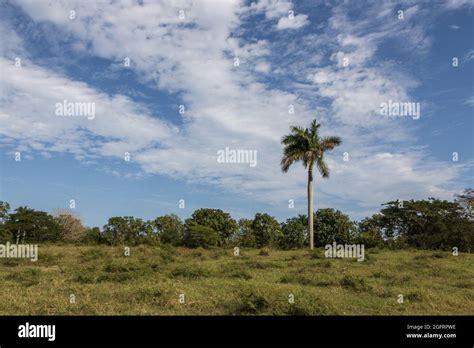 Natural View Of A Palm Tree In The Middle Of A Greenfield Under A