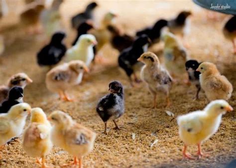 Pure Sonali Day Old Chicks At Rs Piece Poultry Farm Chicks In Beed