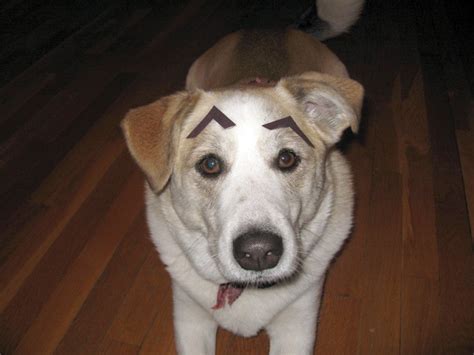 Уморительные собаки с бровями