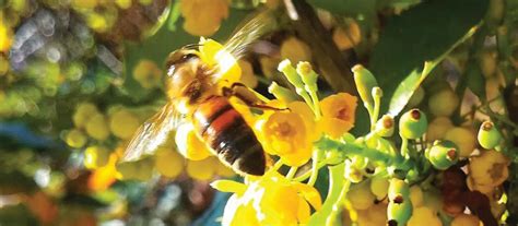 Propolis A Powerhouse Defence Against Bugs And Inflammation Pharmacy