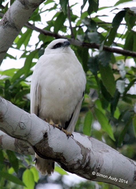 Quelques Oiseaux Du Belize