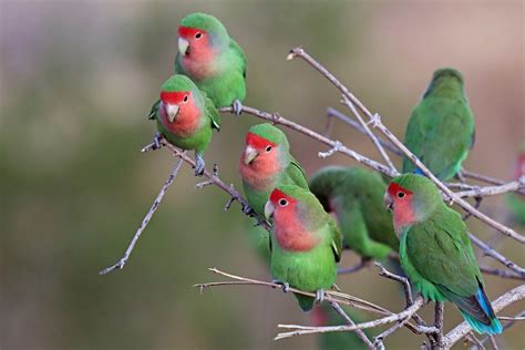 Agapornis Roseicollis Caracter Sticas Habitat Alimenta O E Reprodu O