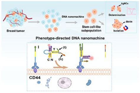 Phenotype Directed Dna Nanomachine For In Situ Analysis Of Stem Cell