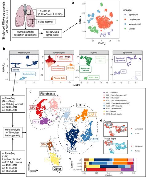 Lung Single Cell Sequencing