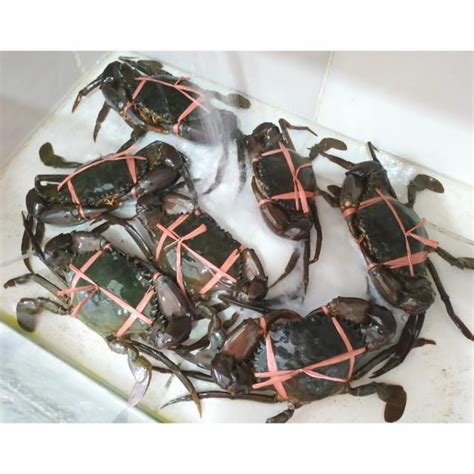 Jual Kepiting Jantan Bakau Hidup 1Kg 2 3ekor Shopee Indonesia