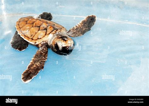 Hawksbill Hatchling Hi Res Stock Photography And Images Alamy