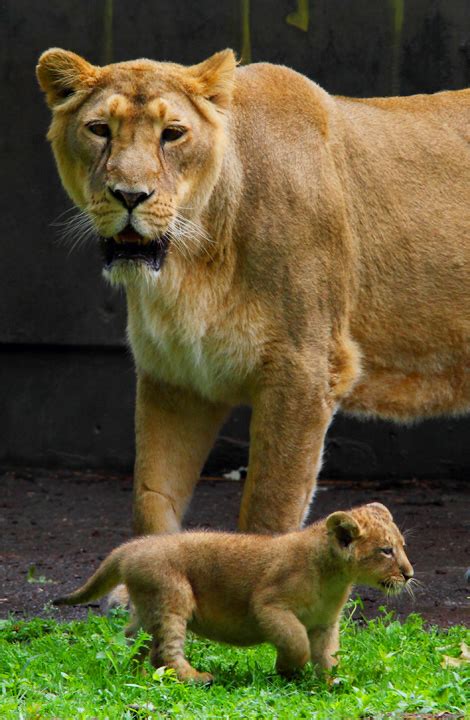 Rare Debut of Asiatic Lion Cubs - ZooBorns