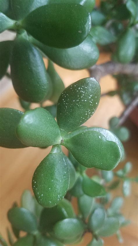 Question About Small White Spots On A Jade Plant R Succulents