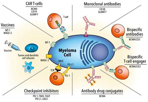 Hemato Free Full Text Why Immunotherapy Fails In Multiple Myeloma