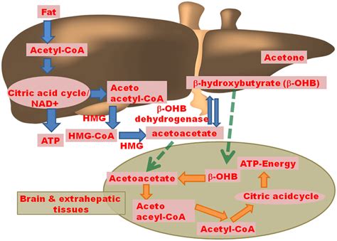 Ketone Body Generation And Metabolism Free Fatty Acids Undergo