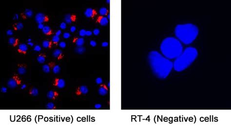 Human ST6 Gal Sialyltransferase 1 ST6GAL1 Antibody AF5924 Bio Techne