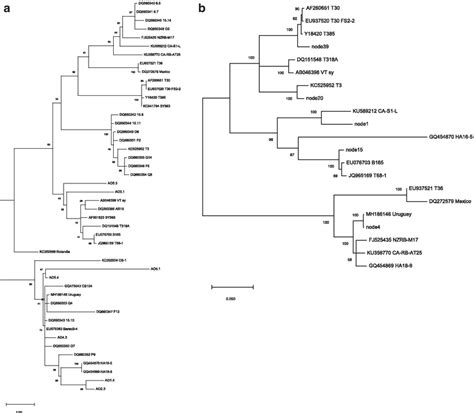 Maximum Likelihood Phylogenetic Trees Generated Using The Sequences