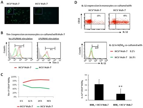 A Immunofluoresence Staining Of Hcv Core Protein In Huh Cells H